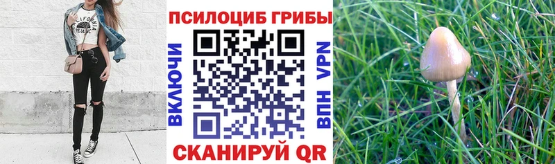 Псилоцибиновые грибы мухоморы  наркота  Сегежа 